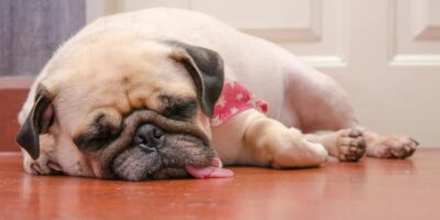 Overweight Dog