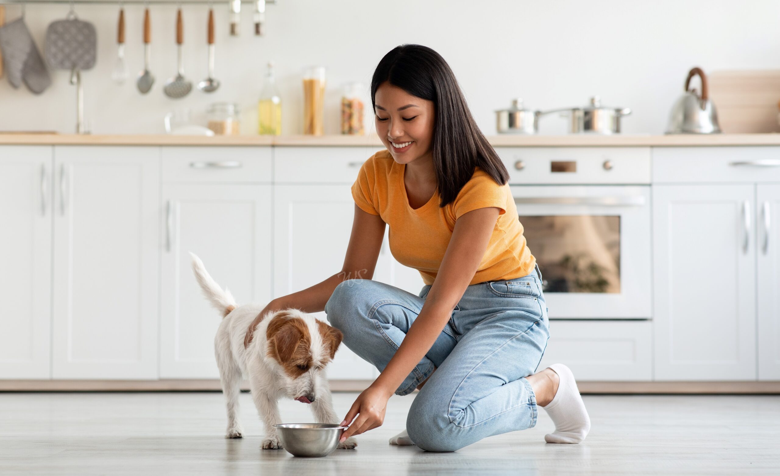 bland diet for dogs