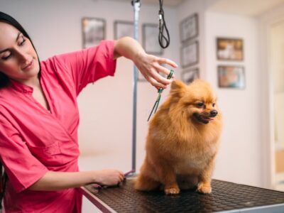 top dog grooming